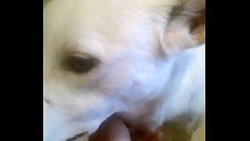 Play Whoever complained about my relations with my dog, should understand that I am the perfect dog owner and the dogs are happy. The accuzationz are zlander